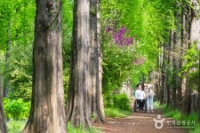 [여행] 반짝이는 숲길을 걷는 하늘공원 메타세쿼이아 길