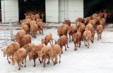 [세무상담] 축사 물려받아도 이럴땐 세금감면 못 받는다