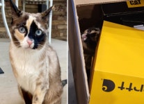 6일 간 택배상자에 갇혀 1050Km 이동한 고양이...깜짝 놀란 주인