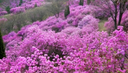 놓치면 후회...당일치기 가능한 서울 근교 진달래 명소 3곳