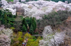 진해 부럽지 않다...벚꽃 지기 전에 꼭 가야 할 명소 3선