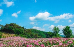“딱 2주가 절정...향기 가득한 작약꽃 명소 베스트 4선