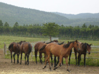 환상의 섬 제주도, 지치지 않는 경주마 생산의 열정