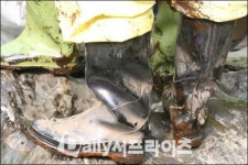 김장훈과 봉사자들 “‘태안돕기’ 이제 시작”
