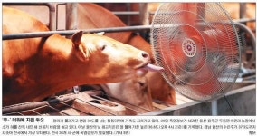 롯데 안주인 입국… ‘형제의 난’ 수습될까