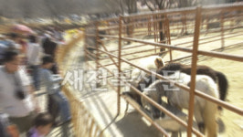 동네 동물병원보다 못한 전주동물원…의료체계 취약
