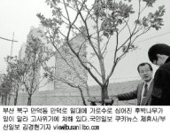 부산 시내 가로수,왜 이리 말라가나 했더니…제주産 후박나무,한파로 고사 위기