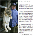 영화가 현실로?…영국야채농장에 거대토끼 출현 소동