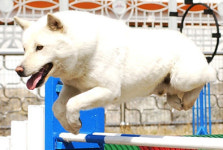 진돗개，세계명견들과 안방서 ‘최고’ 다툼