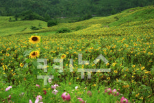 [태백 구와우 해바라기 꽃밭]소피아 로렌과 고흐를 마주하며