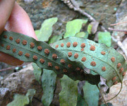 희귀 식물  고란초  익산서 군락지 발견