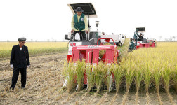 황금들판  통일 농업  결실…남북공동경작 농장 방문