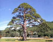 천연기념물 정이품송，네 ‘자식’ 분가