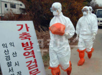 긴장감 감도는 익산 함열읍…닭 공급 차질 예상에 한숨