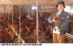 쓸모없는 닭 안고 ’닭똥’같은 눈물만