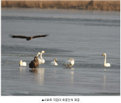 반갑다! 흰꼬리수리·큰고니야