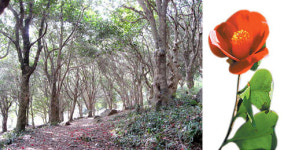 [길따라 숲찾아] 전남 강진 백련사 동백숲