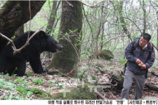지리산 반달곰 ‘천왕’，야생 적응 실패로 회수