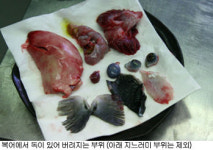 복어는 왜 비쌀까? 복요리에 대한 모든 것!