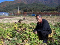 봉화 고랭지 약초 시험장，약초 테마관광·체험학습장으로 육성