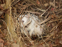 부상당한 떠돌이 개 ‘감동의 모정’