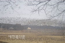 철새떼가 보리―유채밭 초토화