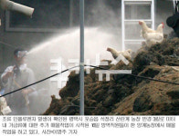전북 순창서도 AI 발생… 평택 AI는 고병원성 판명