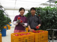 파프리카 수출 대박 통영의 여성농업인 이미화씨