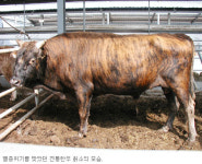토종한우 칡소·흑소，축산농가 새희망 될까