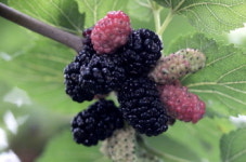 뽕나무 열매 오디， 항암 효과·피부 탄력 높여준다