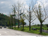 파주 통일로 은행나무 100여그루 枯死