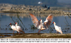 ‘국빈급 따오기’ 경남 창녕에 안착