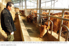 “송아지 태어나도 반갑지 않아”…한숨만 나오는 축산농가
