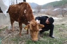 전남 장흥판 ‘워낭소리’