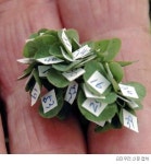 희귀 56잎 클로버 발견