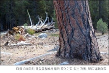 빠르게 사라지는 아프리카 숲과 미국의 거목들