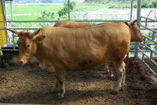 전북서도 1000만원대 한우 시대 열어