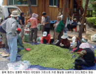 매실 가로수로 소득 쑥쑥