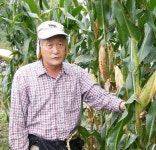 경북대 김순권교수팀 사료용 슈퍼옥수수 시험재배 성공