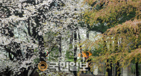 비와 함께 꽃은 지고