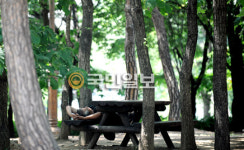 소나무 그늘 아래 단잠