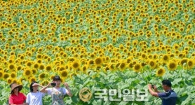 해바라기 장관이룬 단양 느티마을