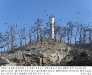 강원도 관광지 가마우지 피해 심각