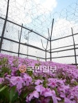 임진각 철책선 꽃잔디는 활짝 피었는데…