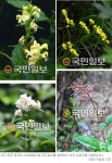 [임항 논설위원의 ‘그 숲길 다시 가보니’] 한계령이 품은 희귀식물