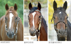 [경마] 과천벌 퀸‘미리보기’