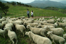 [여기 어때] 대관령 삼양목장·양떼목장