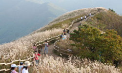[여기 어때]정선 민둥산, ‘으악새 슬피우니…’ 은빛 억새의 노래
