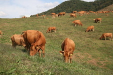 한우몸값만 10억 “牛~와”