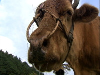 [영화세상] 워낭소리 소 이름은?